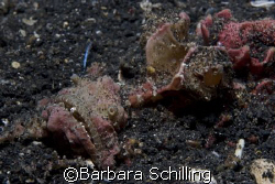 Master of disguise. This devil scorpionfish was so well c... by Barbara Schilling 